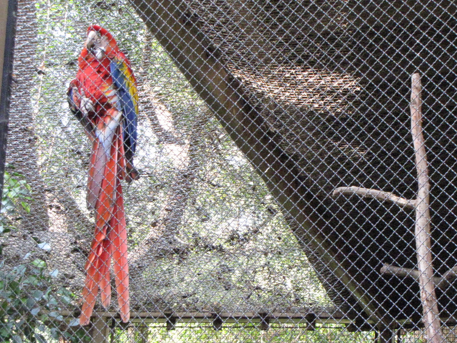 Scarlet Macaw