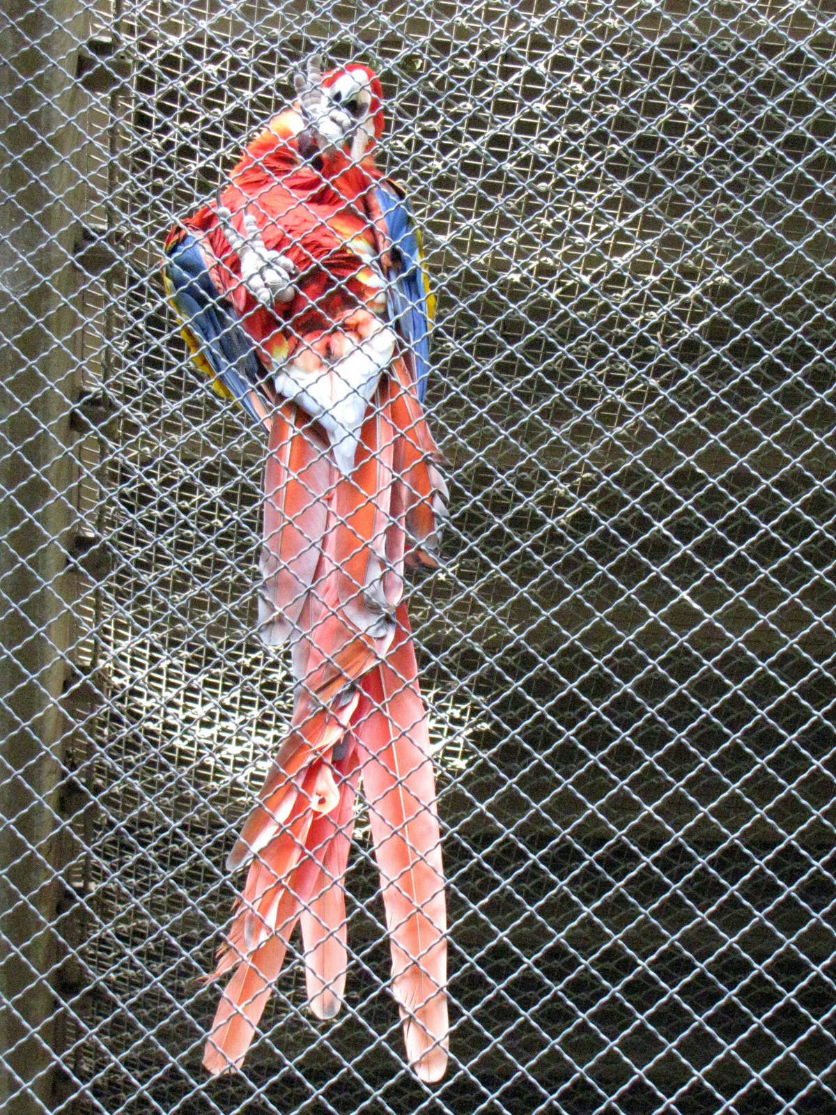 Scarlet Macaw