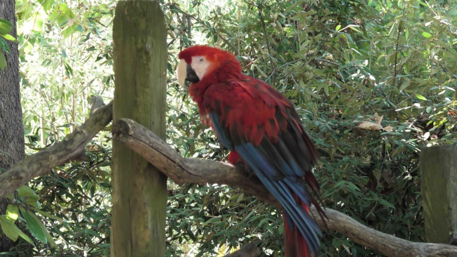 Scarlet macaw