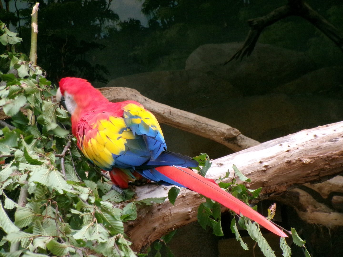 Scarlet macaw