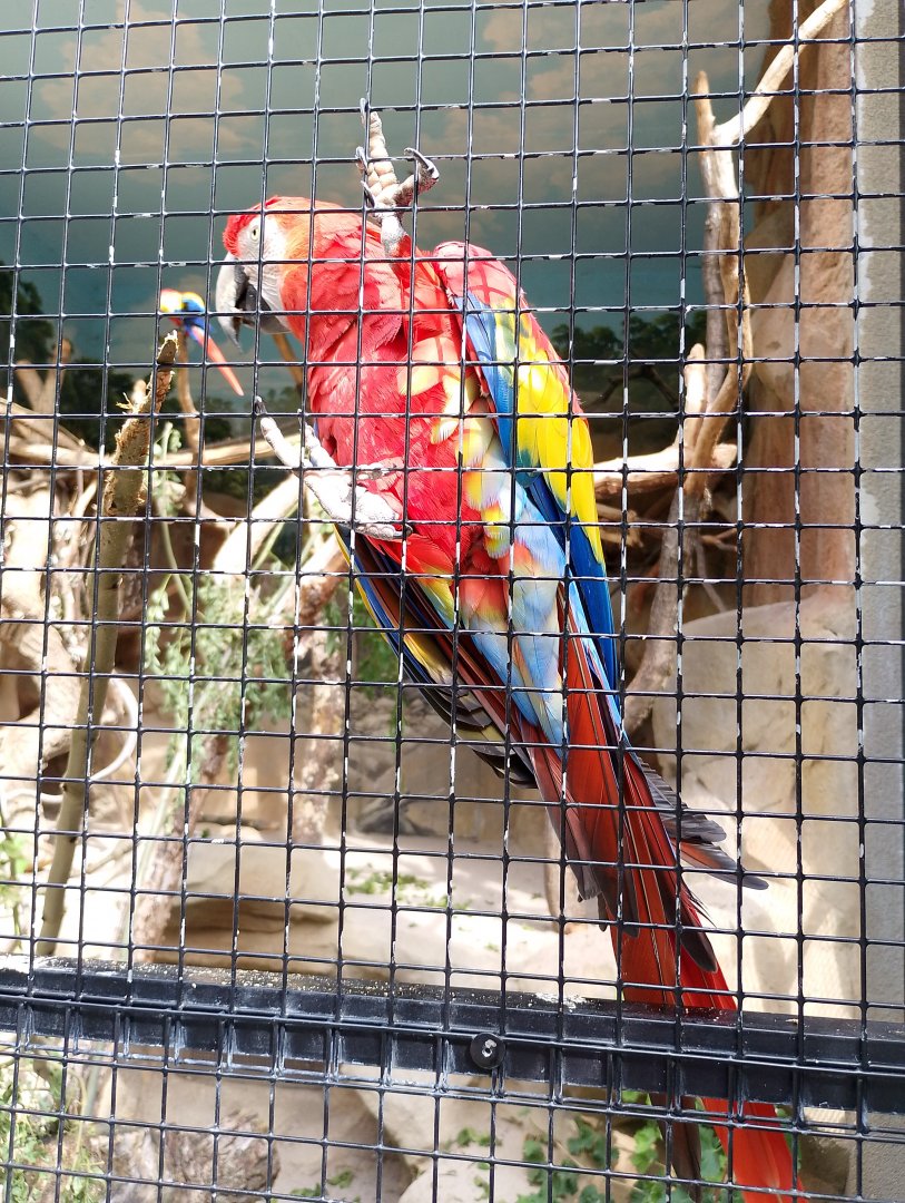 Scarlet macaw