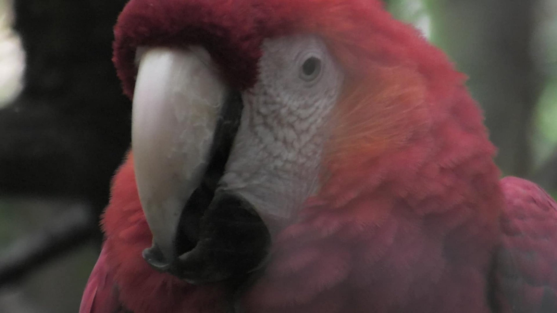 Scarlet macaw