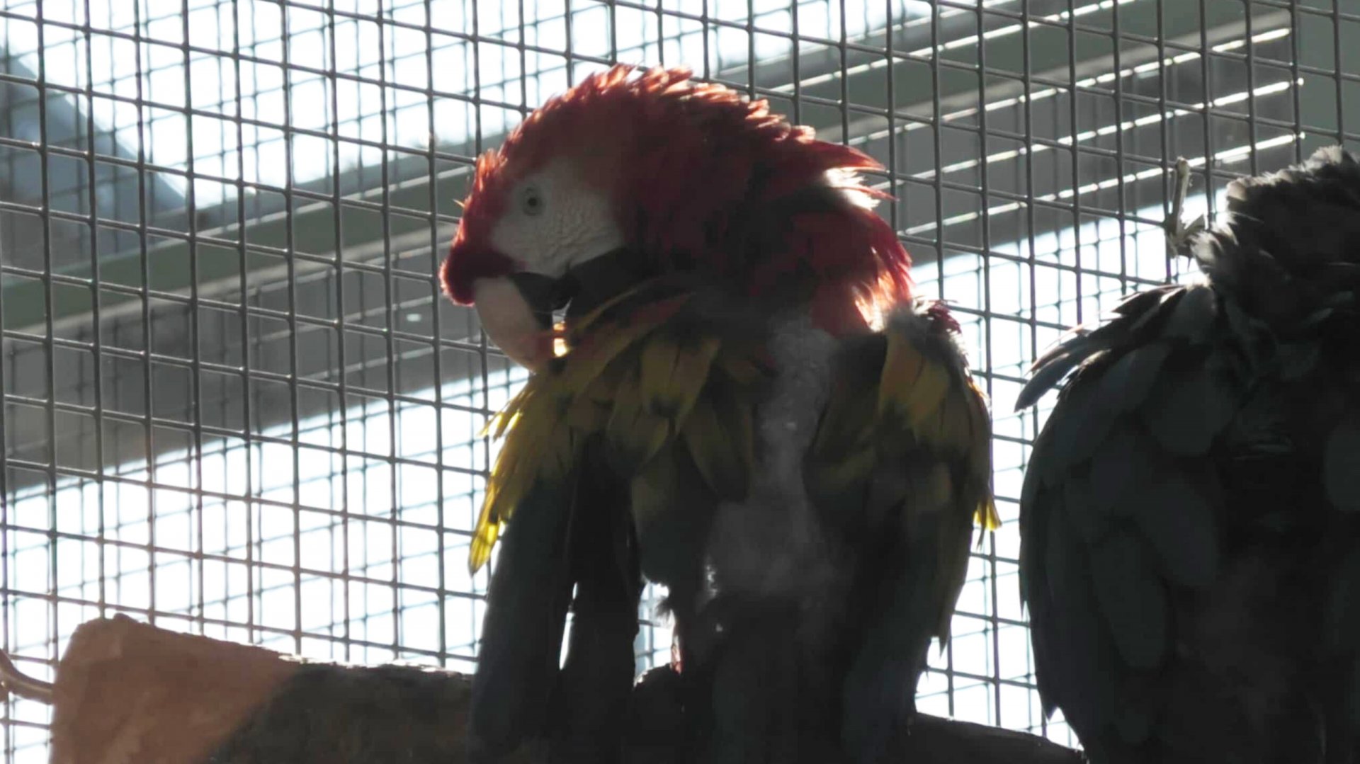 Scarlet macaw