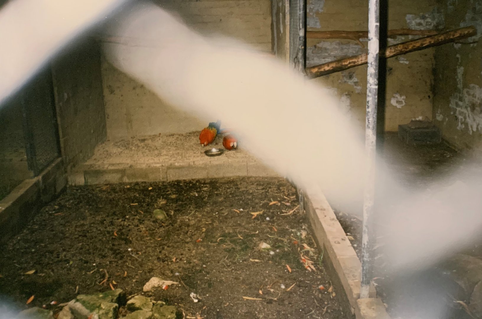 Scarlet Macaws (1996)