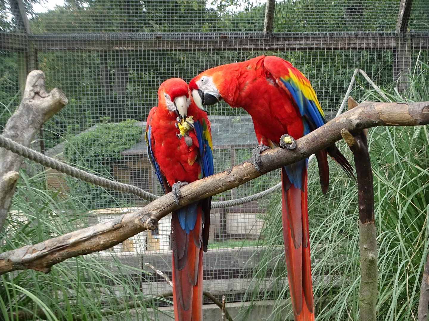 Scarlet Macaws, 28th July 2025