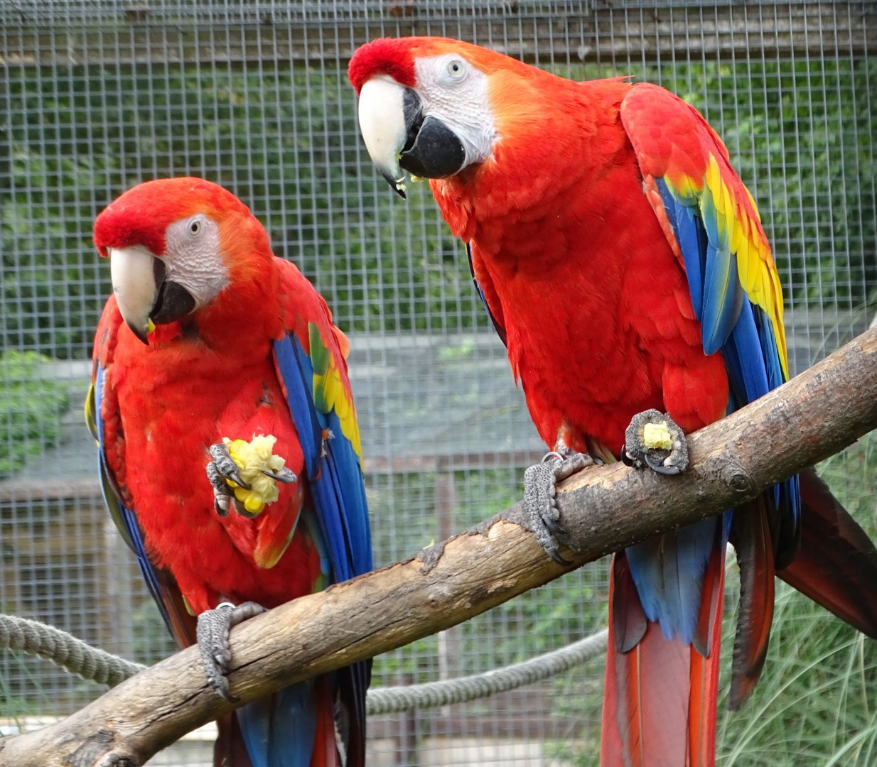 Scarlet Macaws, 28th July 2025