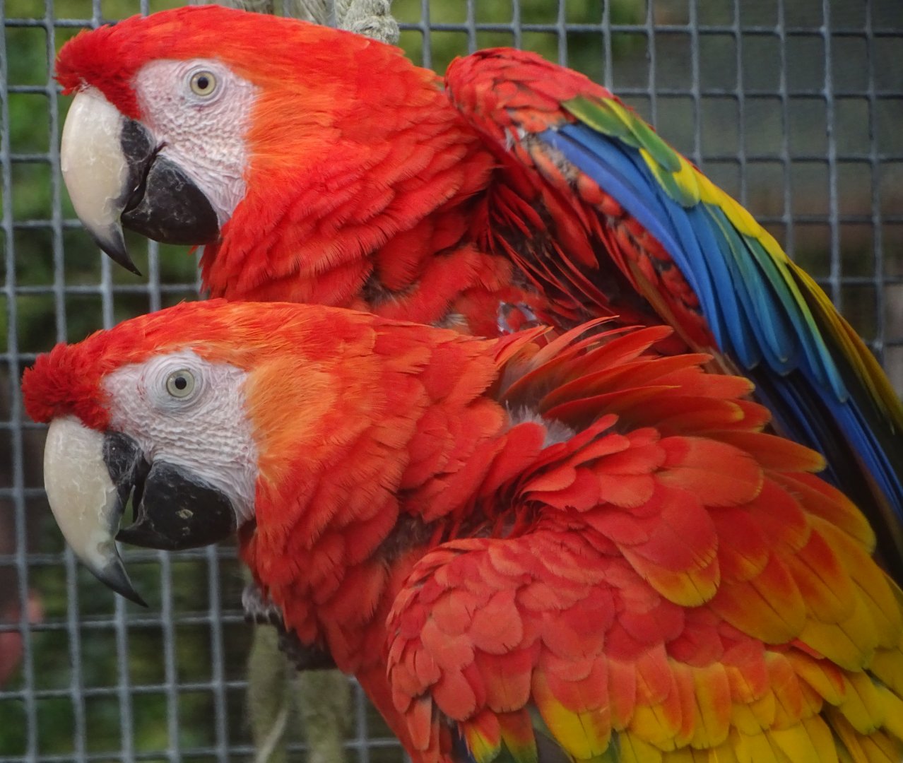 Scarlet Macaws, 7th October 2024