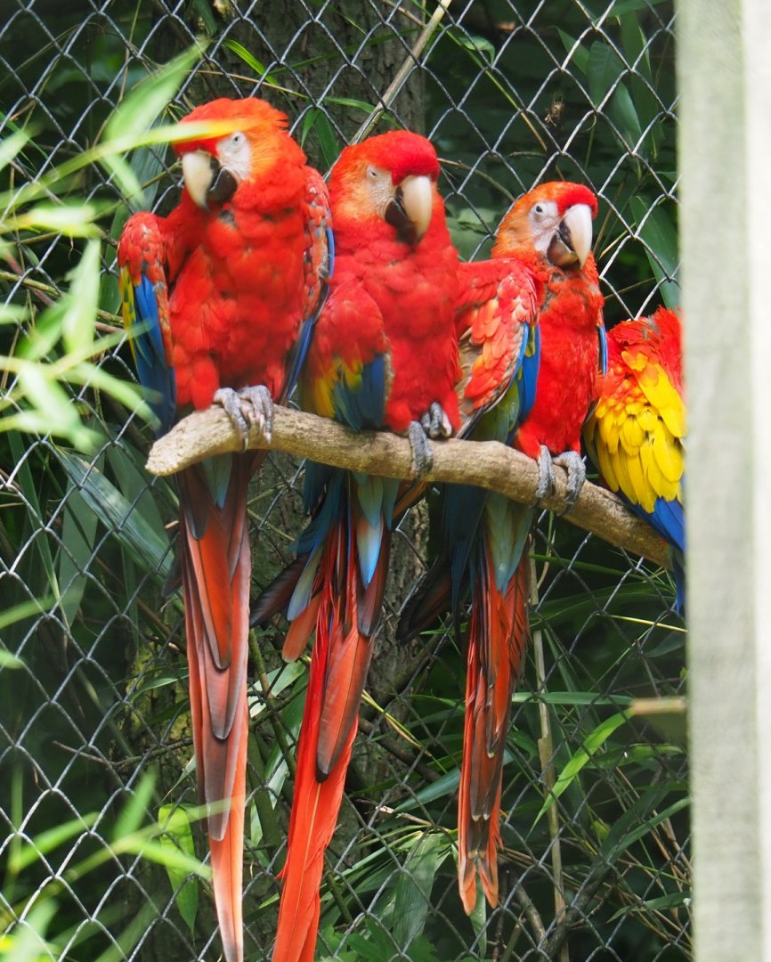 Scarlet macaws (Ara macao), 2019-06-26