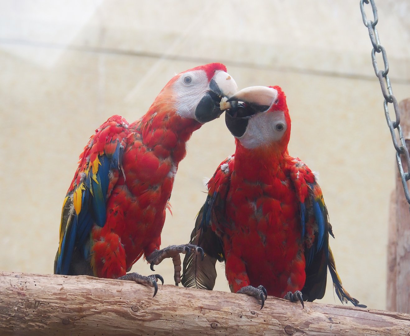 Scarlet macaws (Ara macao), 2023-08-17