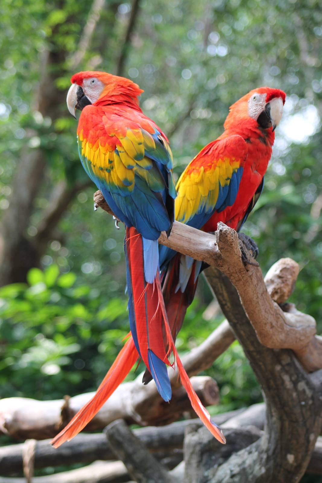 scarlet macaws (Ara macao)
