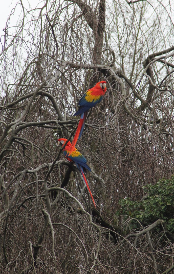 Scarlet macaws (Ara macao)