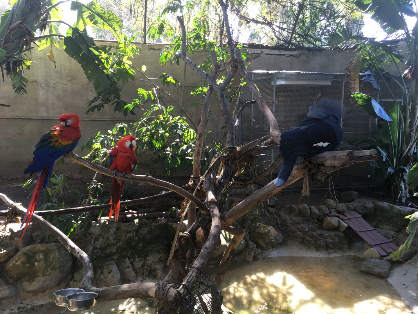 Scarlet Macaws & Crowned Pigeon