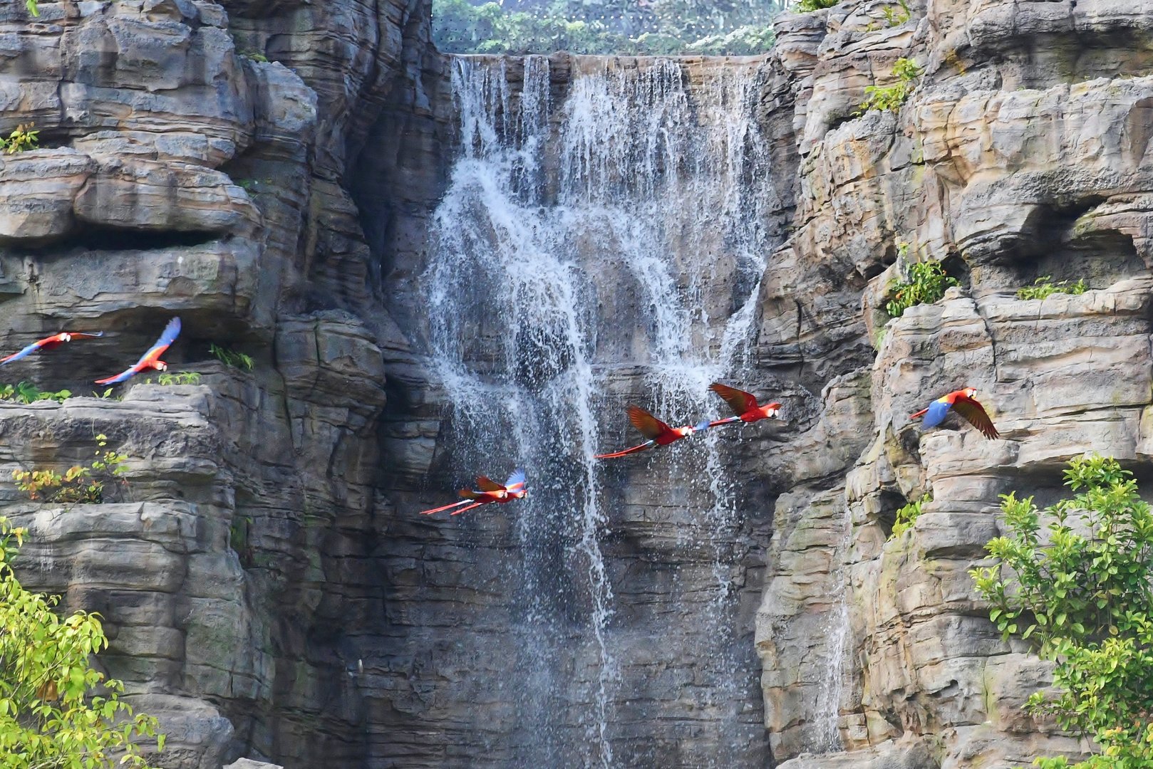 Scarlet Macaws in the Crimson Wetlands aviary
