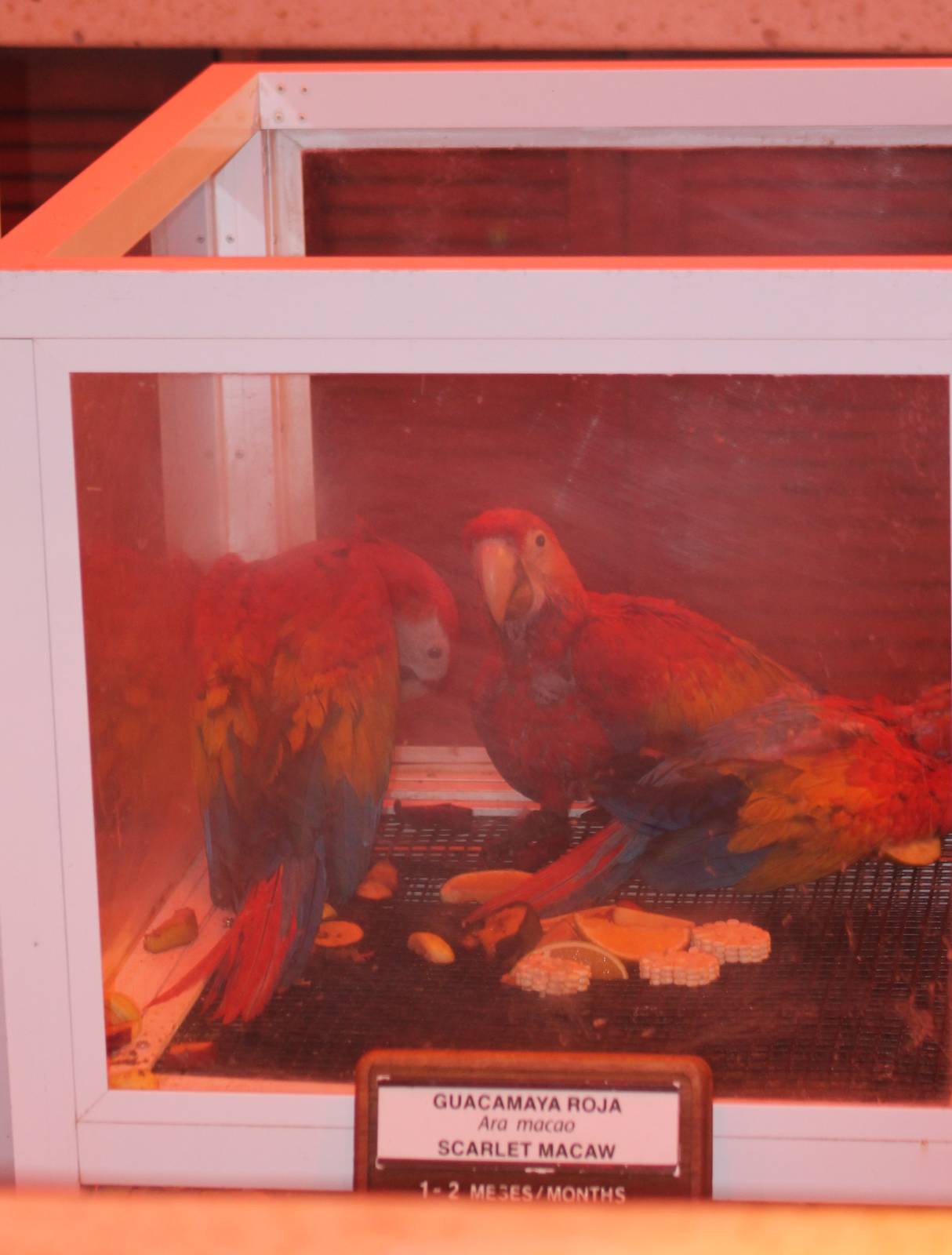 Scarlet macaws in the hand-raising station