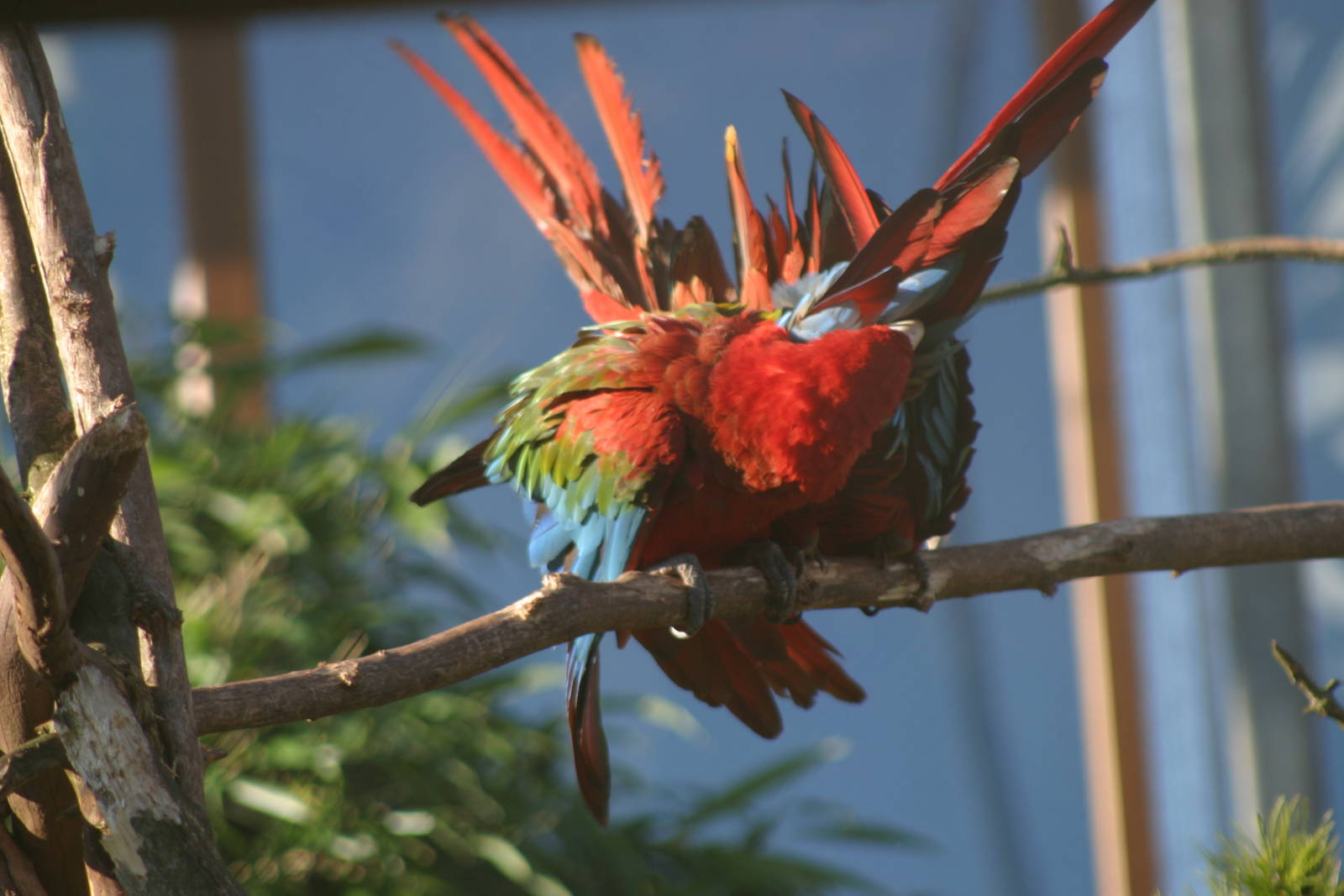 Scarlet Macaws preening
