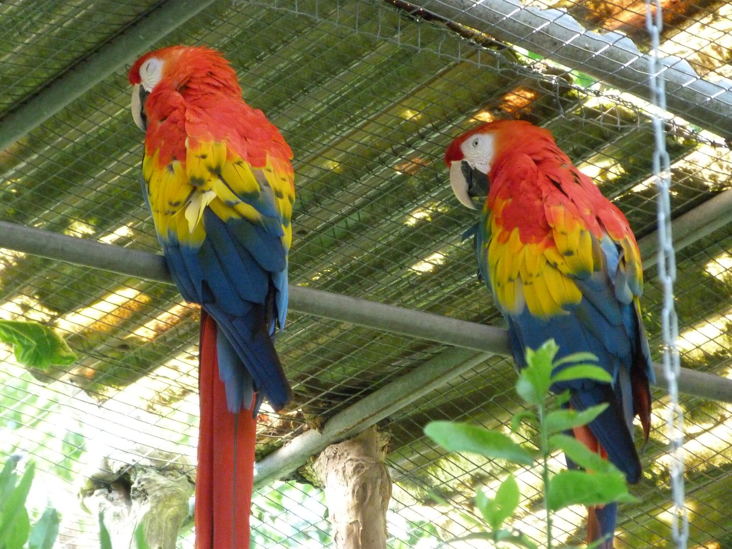 Scarlet macaws -Zoo d'Asson (2025)