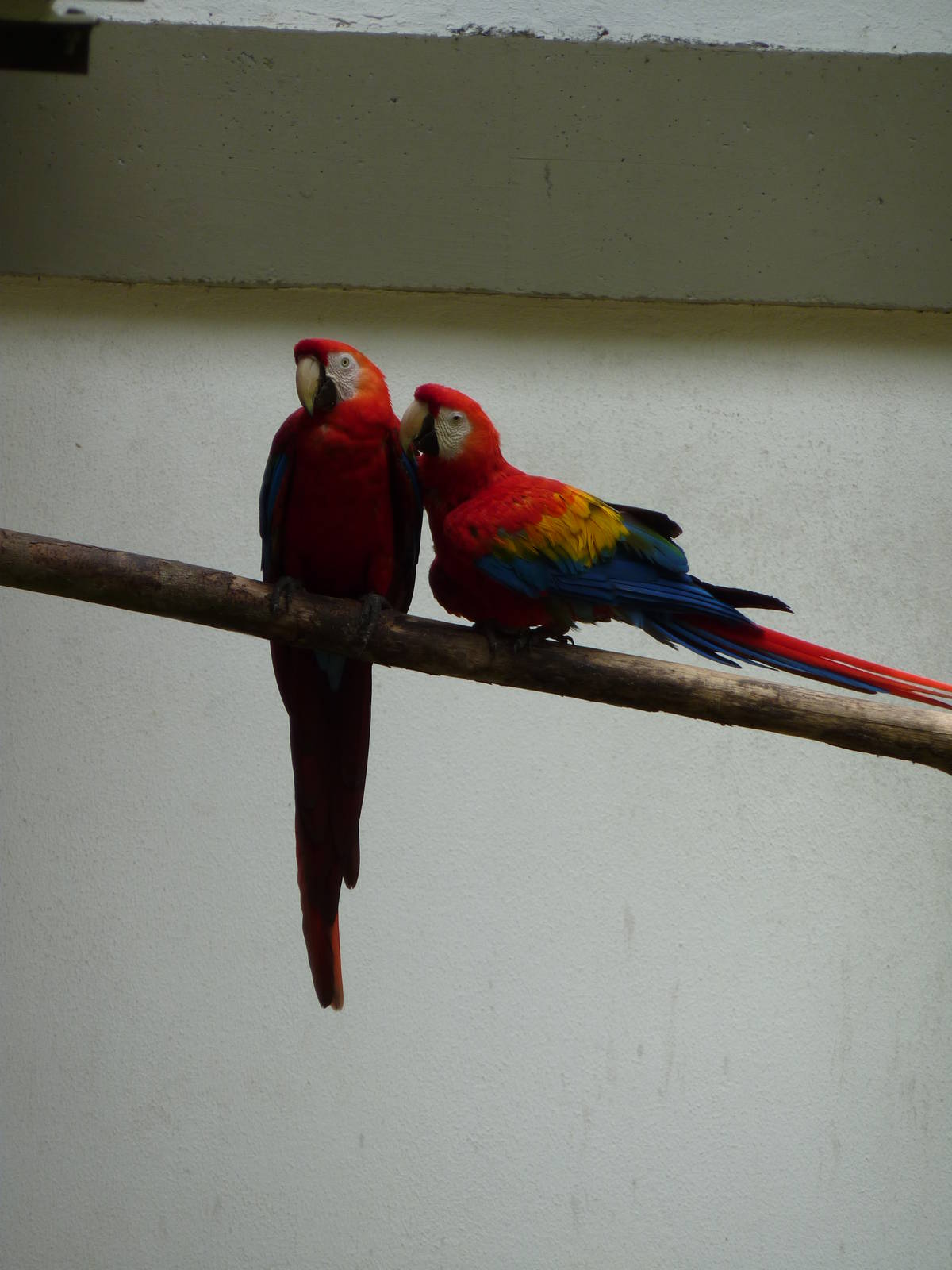 Scarlet macaws