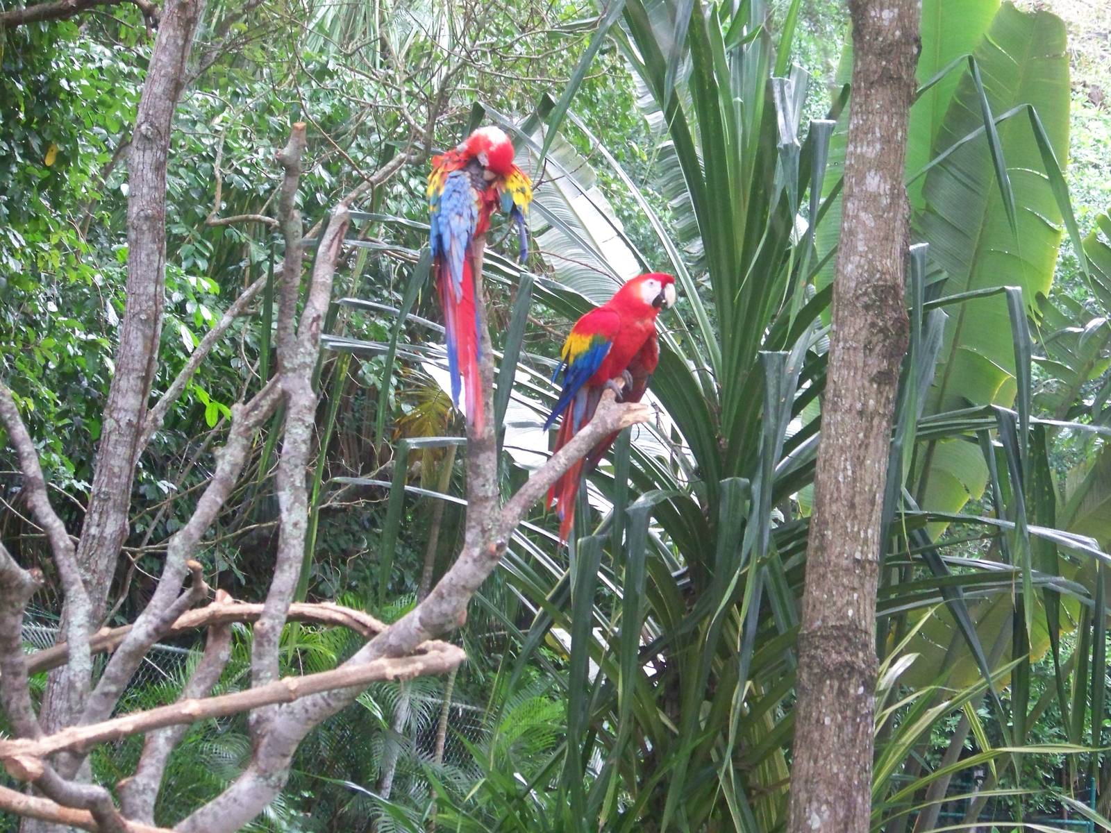 Scarlet Macaws