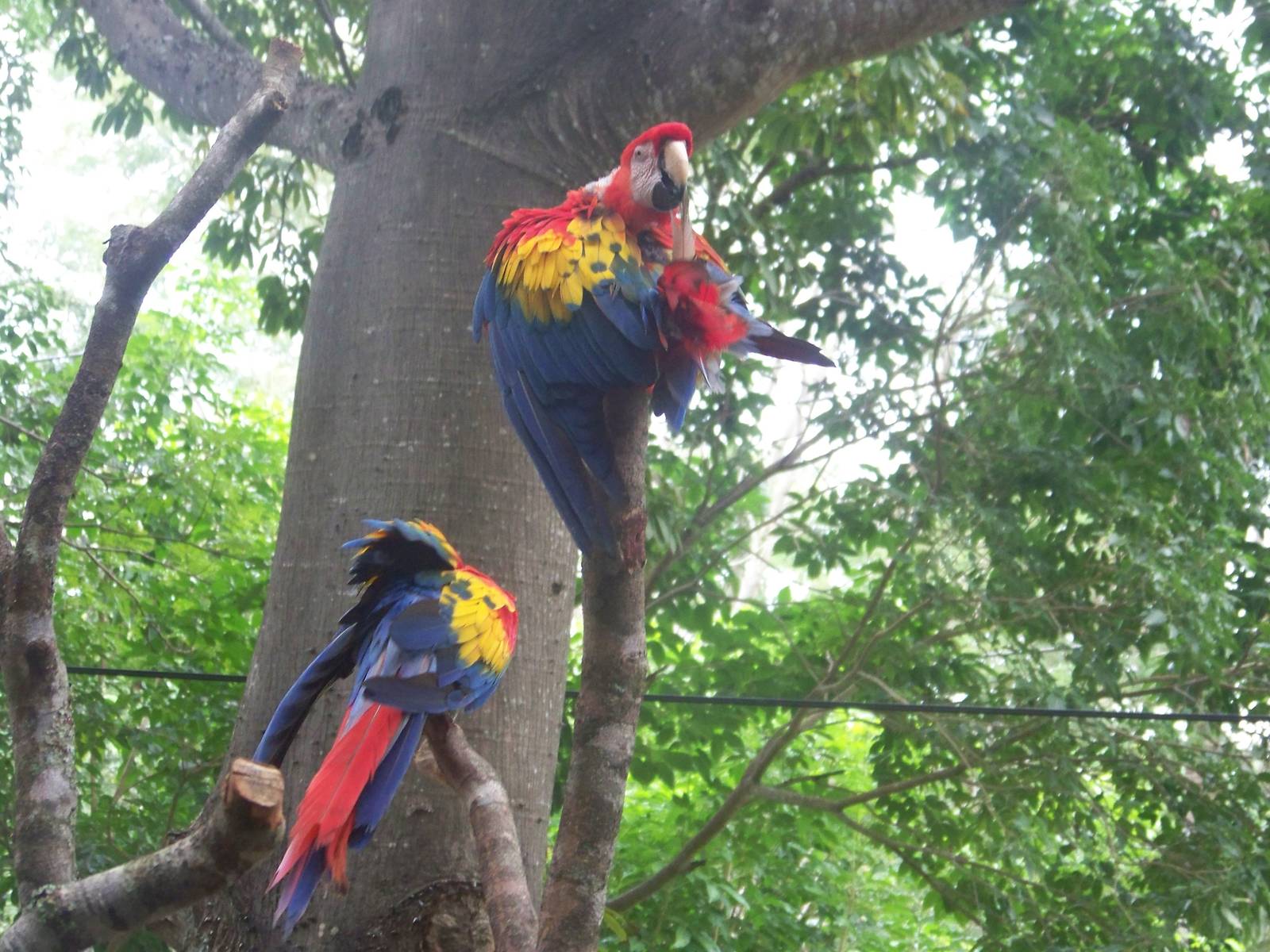 Scarlet Macaws
