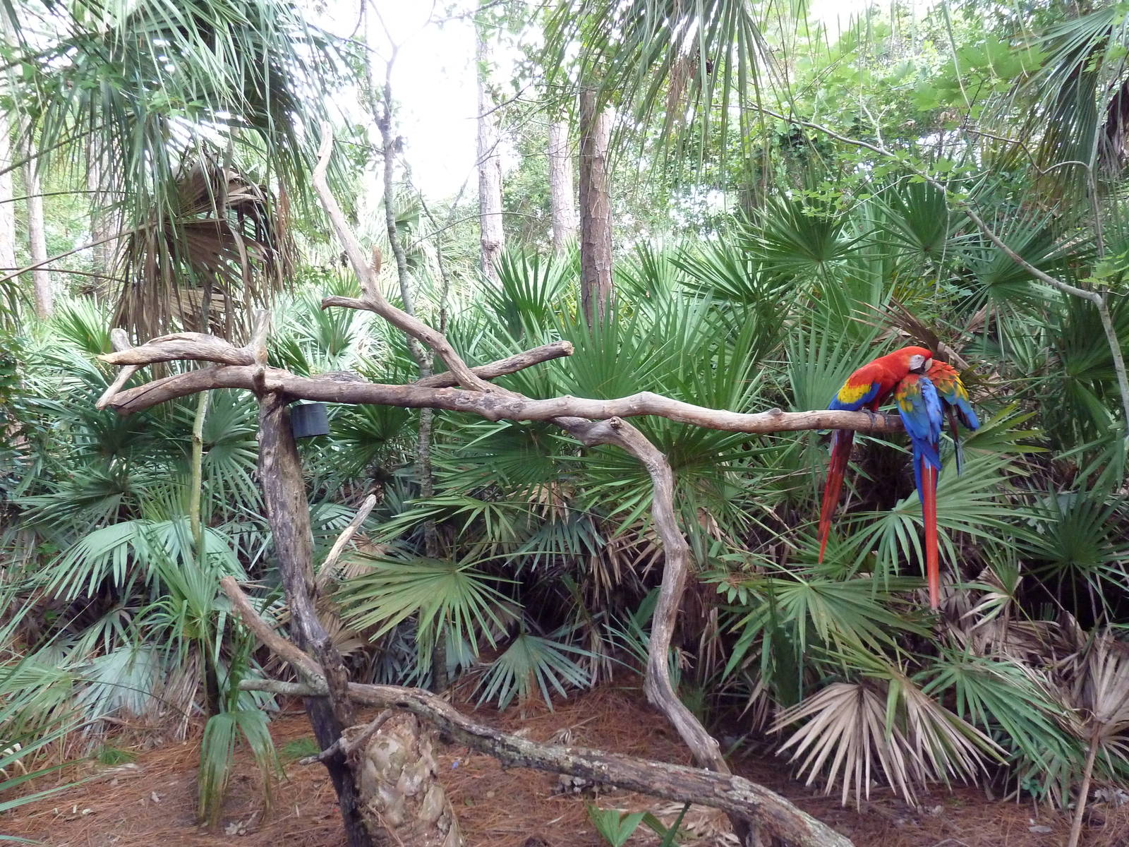 Scarlet Macaws