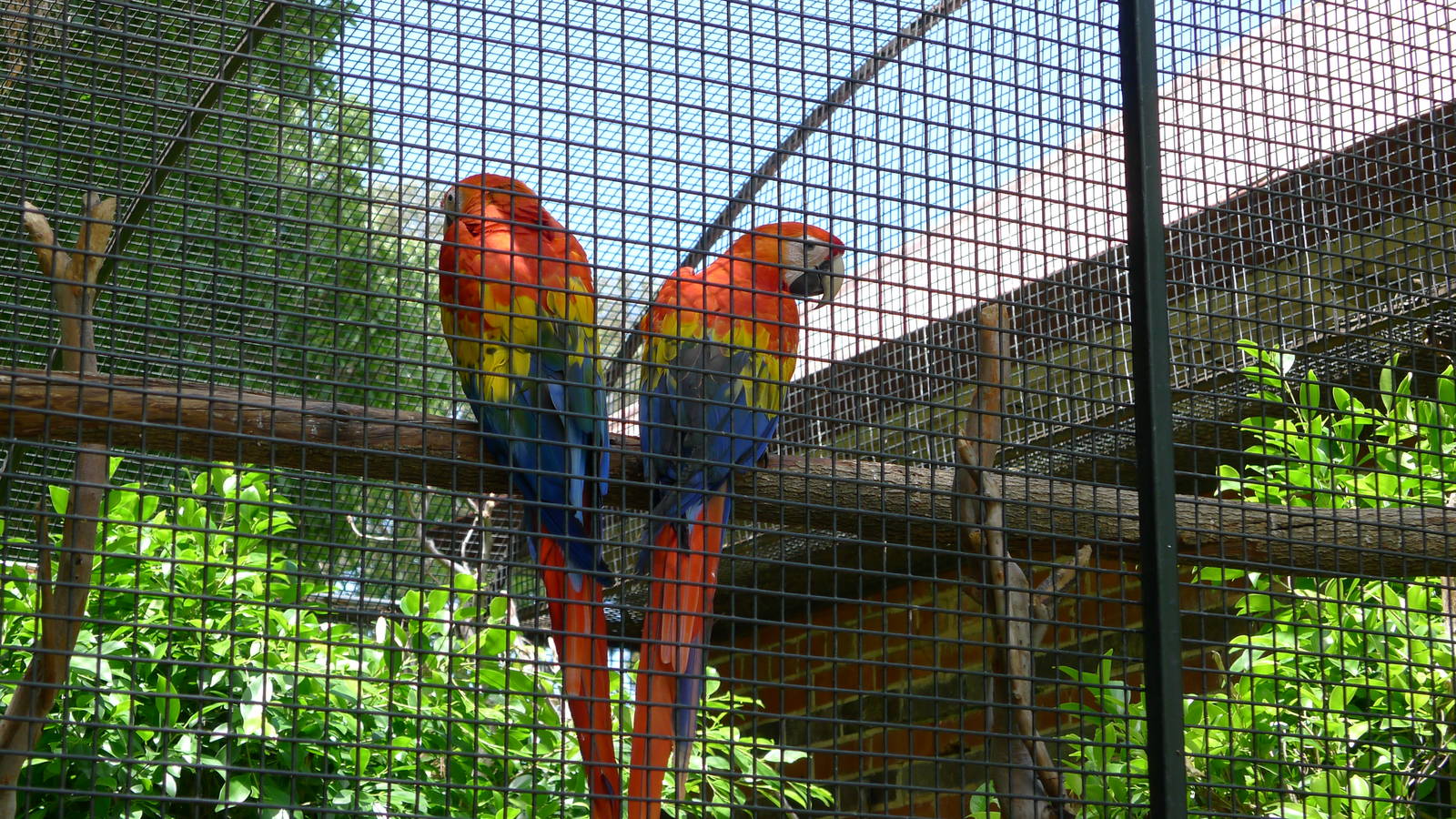 Scarlet Macaws
