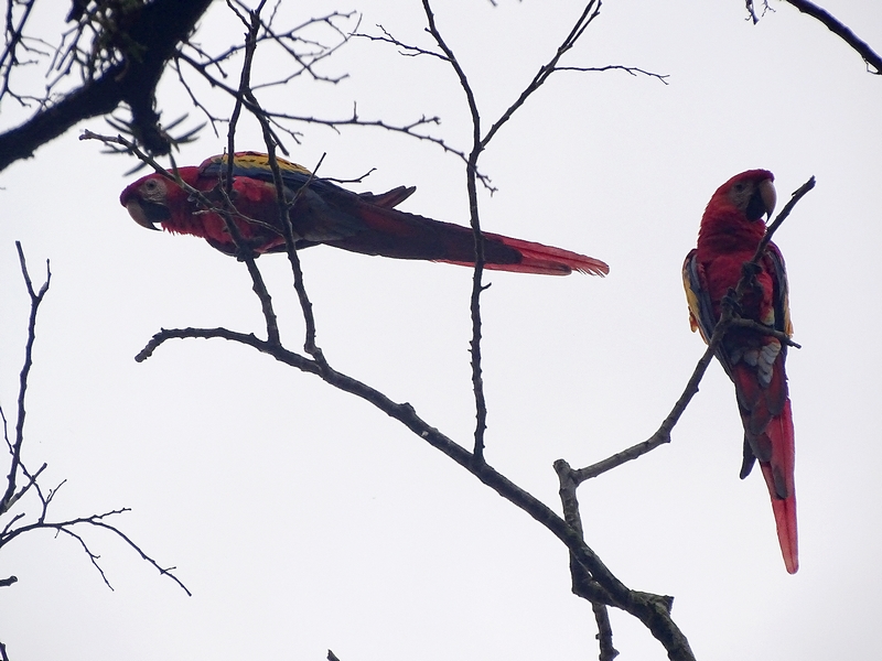 Scarlet macaws