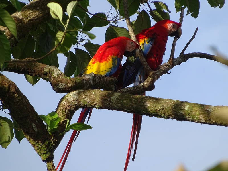 Scarlet macaws