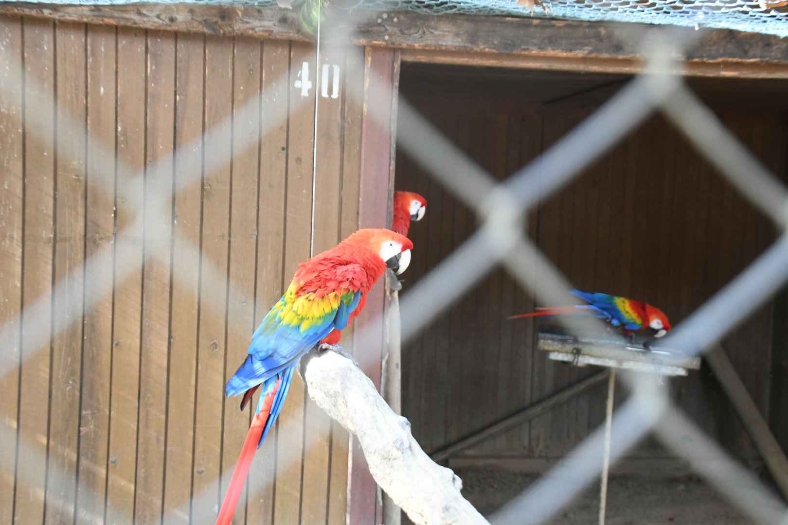 Scarlet Macaws