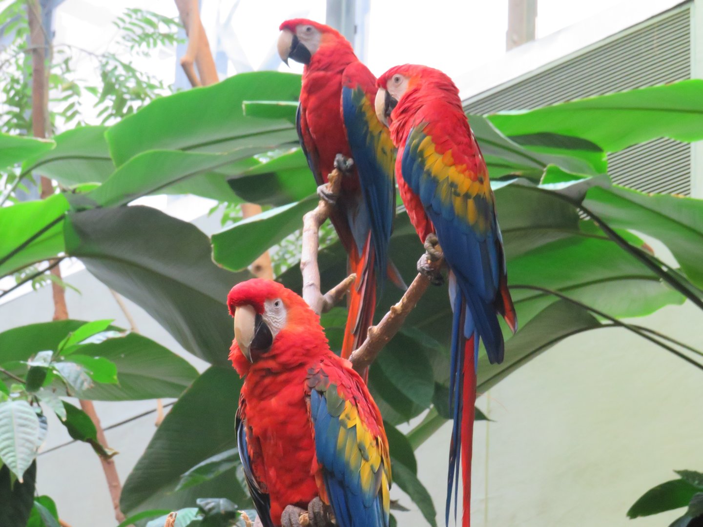 Scarlet macaws