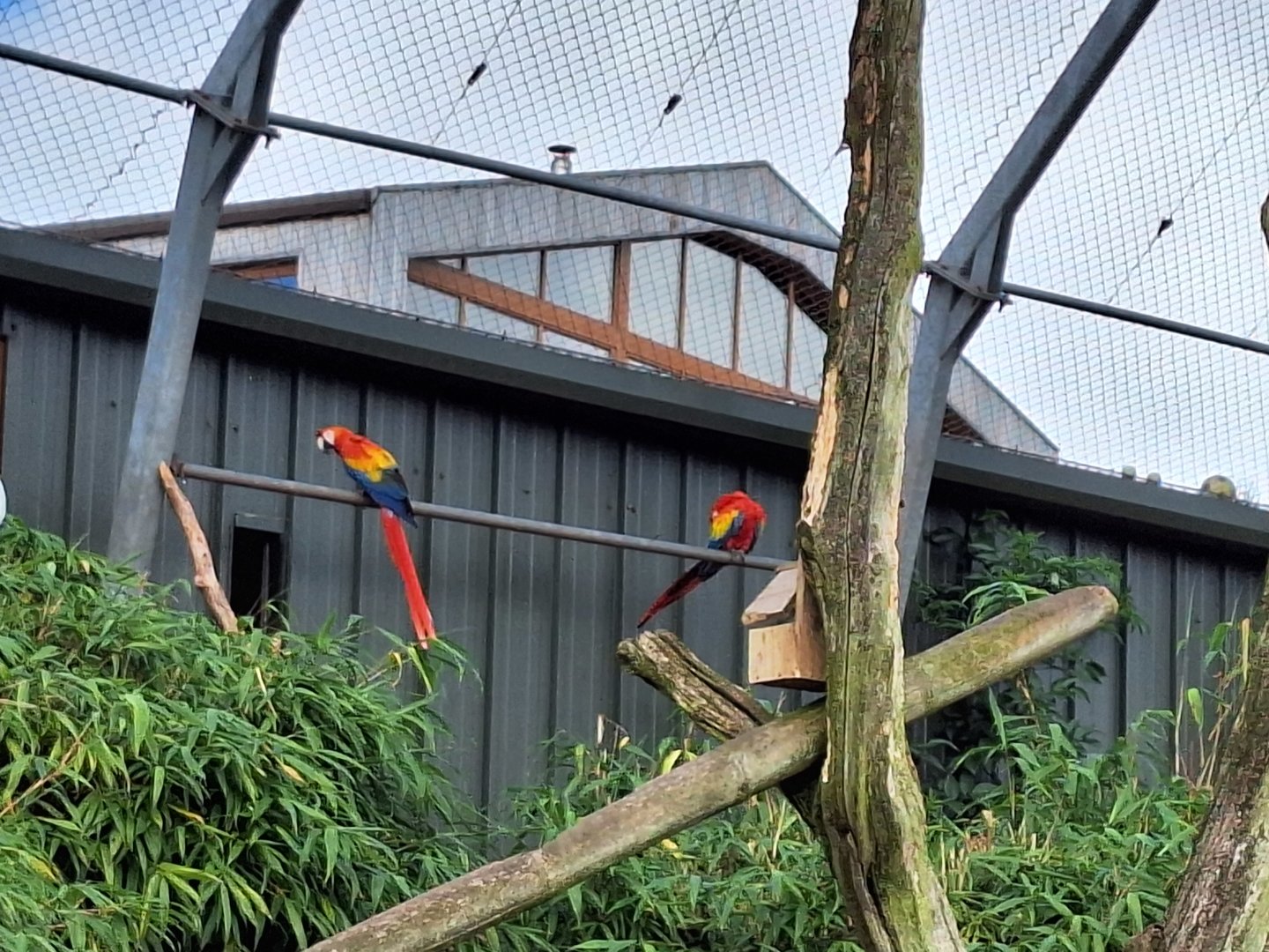 Scarlet Macaws
