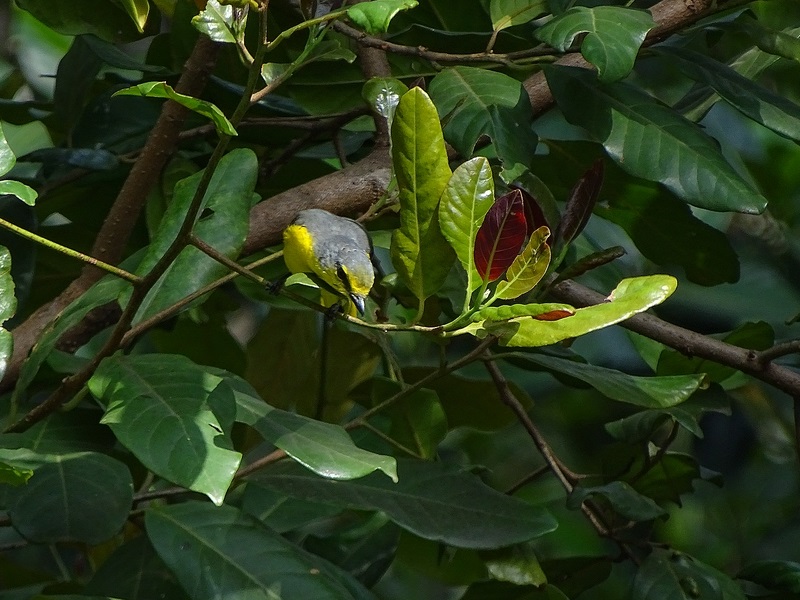 scarlet minivet (female)