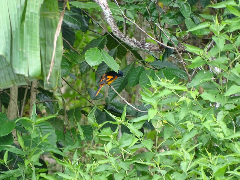 scarlet minivet (male)