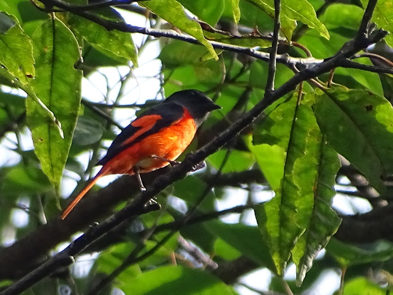 Scarlet minivet (Pericrocotus speciosus) male