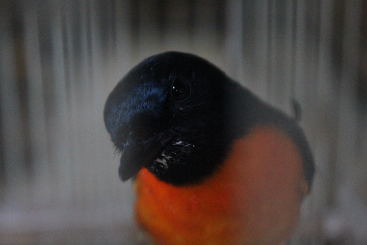 Scarlet minivet (Pericrocotus speciosus siebersi)