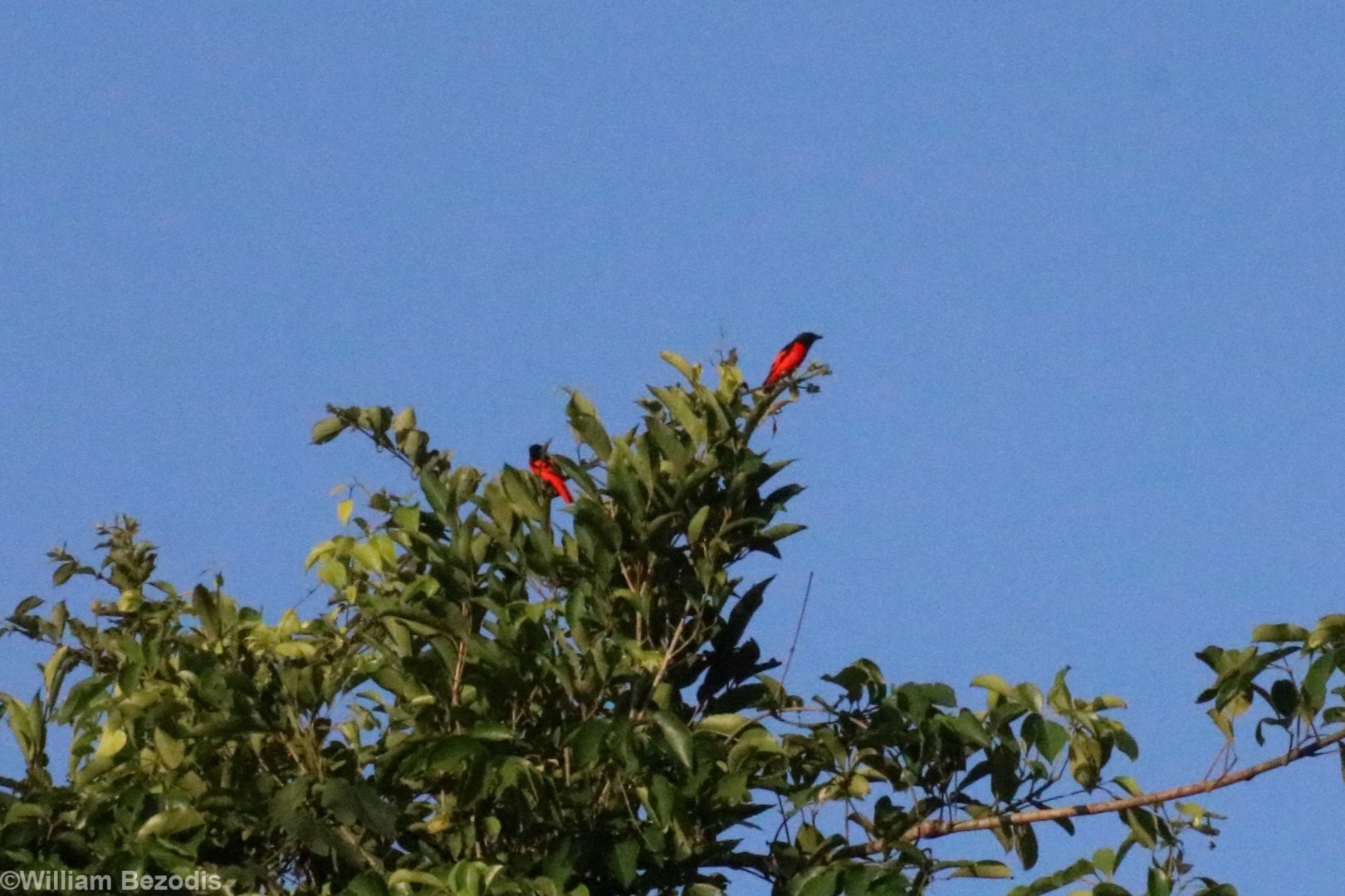 Scarlet Minivets - Khao Yai National Park