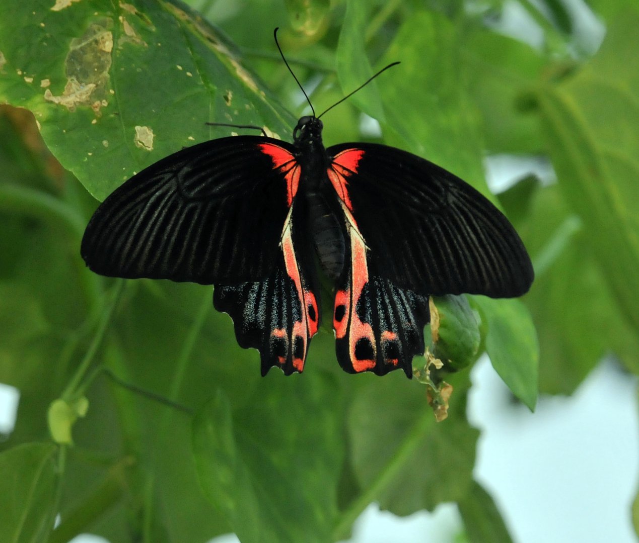 Scarlet mormon butterfly