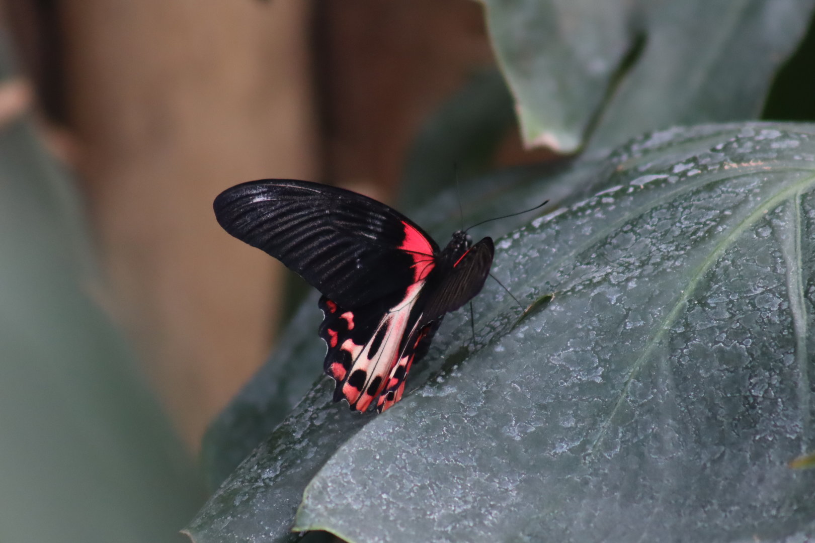 Scarlet Mormon Butterfly