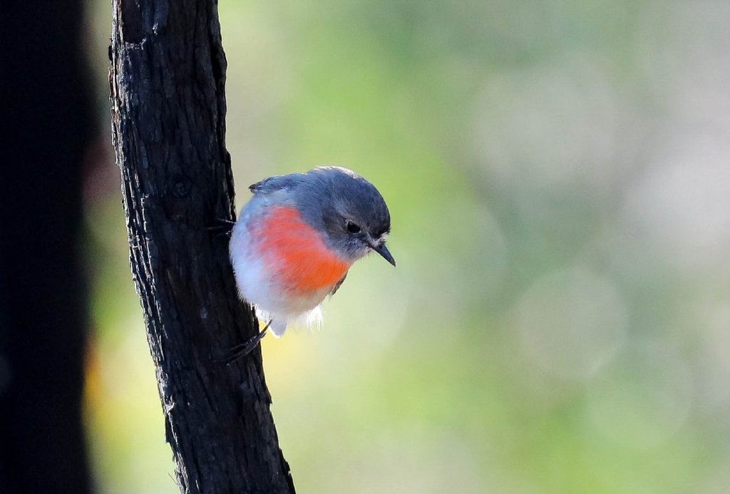 Scarlet Robin female