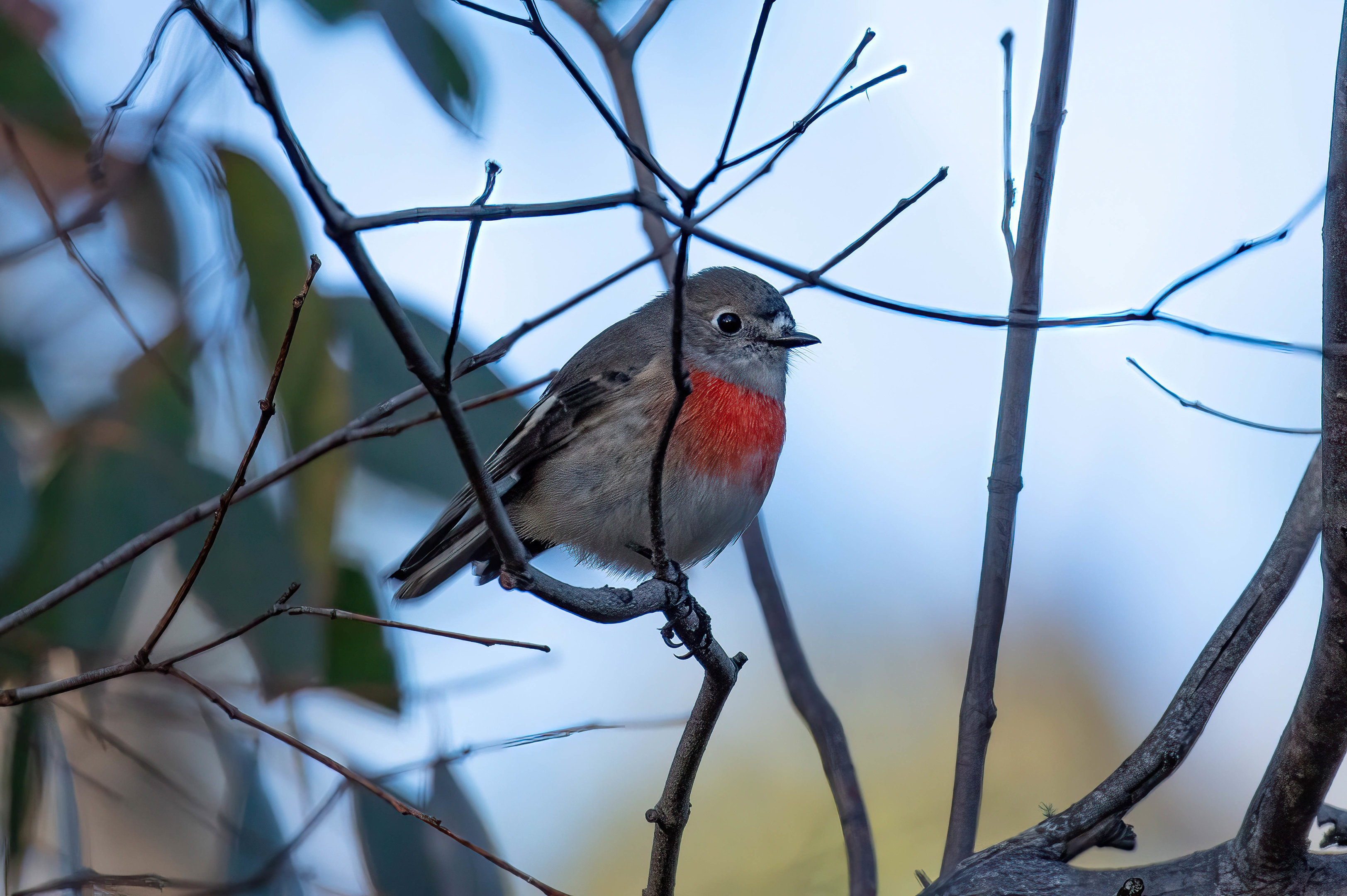 Scarlet Robin female