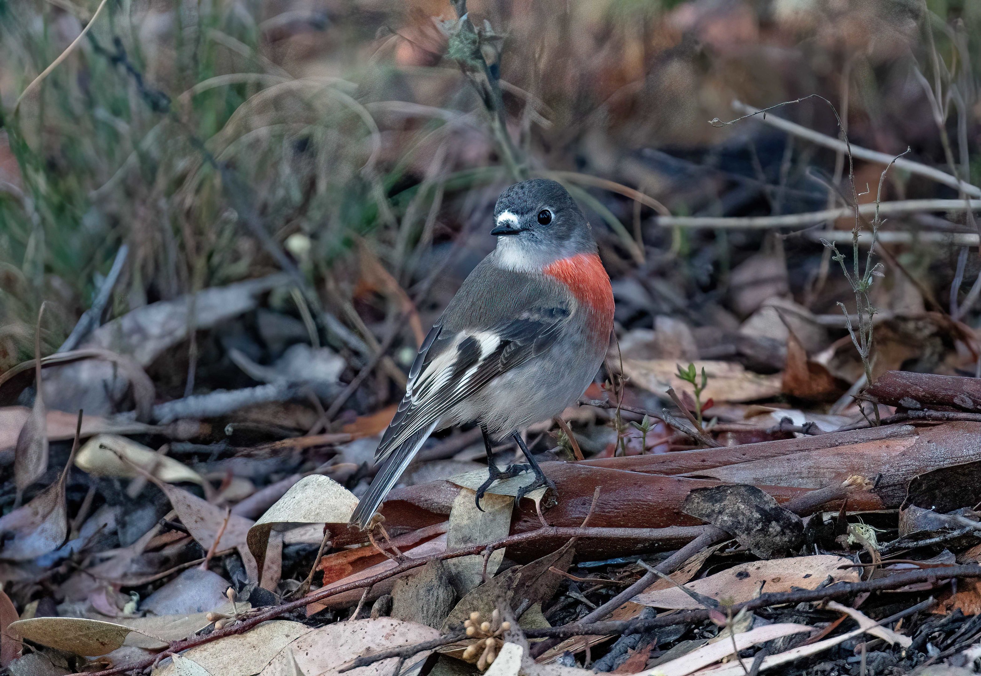 Scarlet Robin female