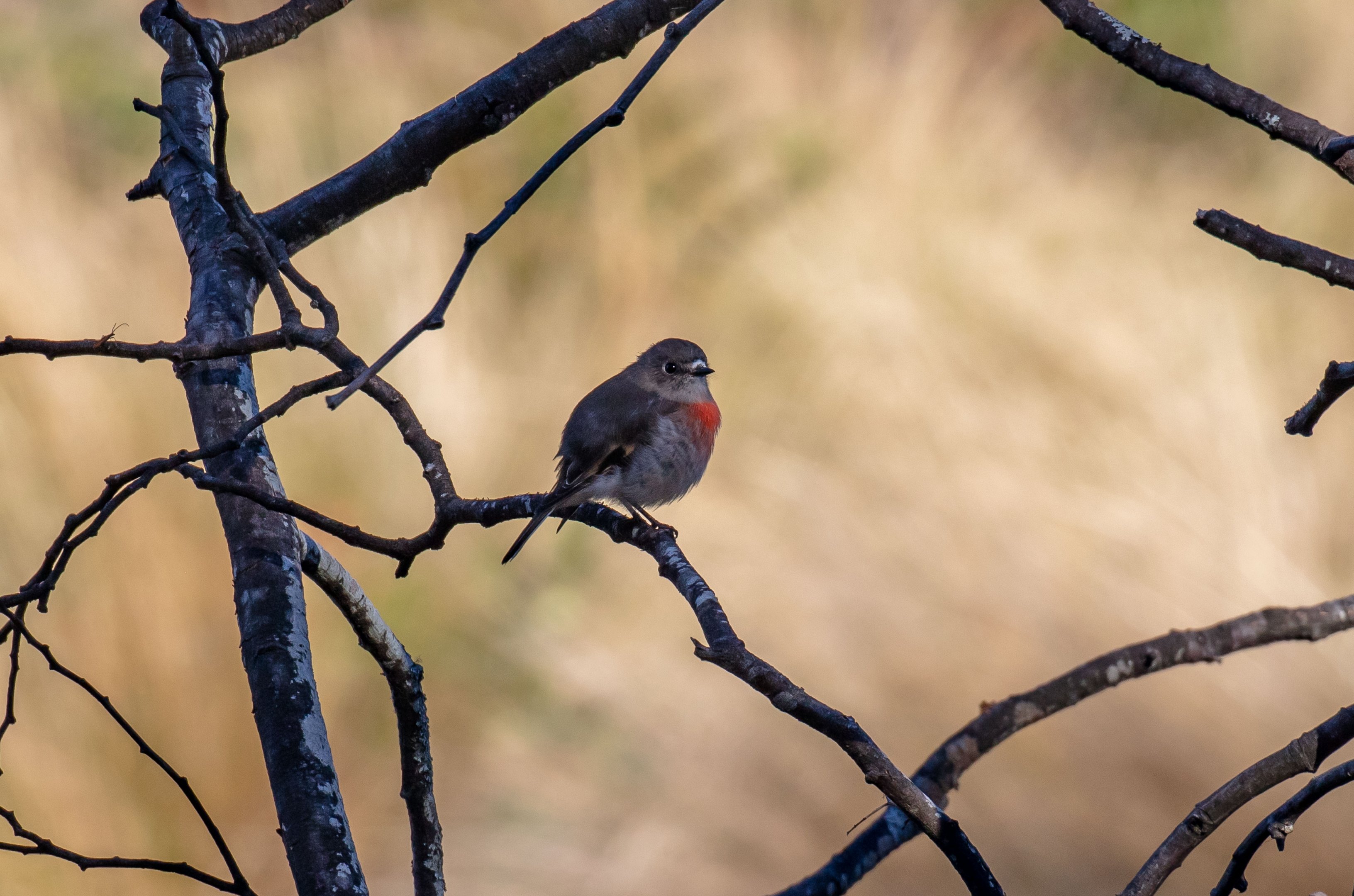 Scarlet Robin female