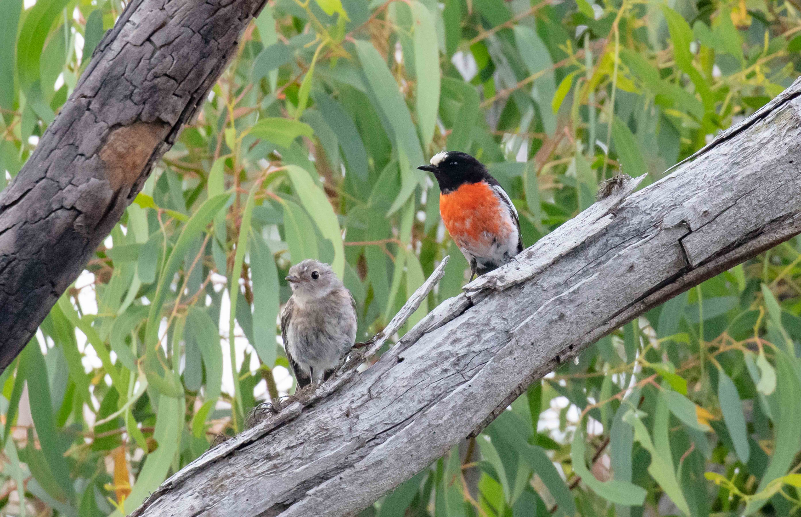 Scarlet Robin, juvenile and adult male
