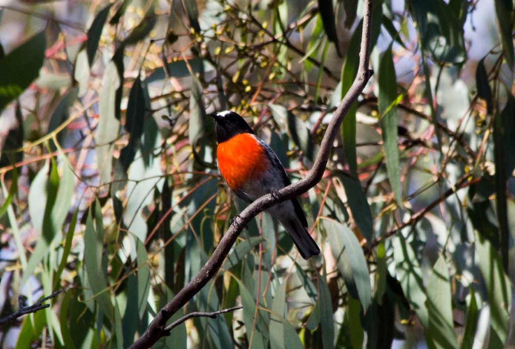 Scarlet Robin male (Petroica boodang)