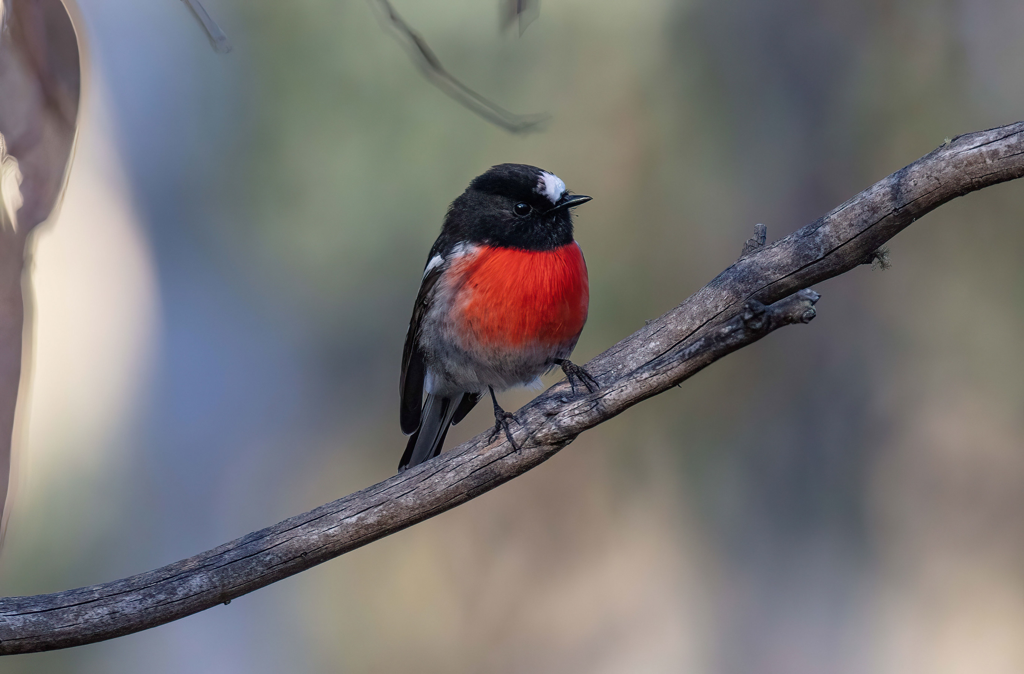 Scarlet Robin male