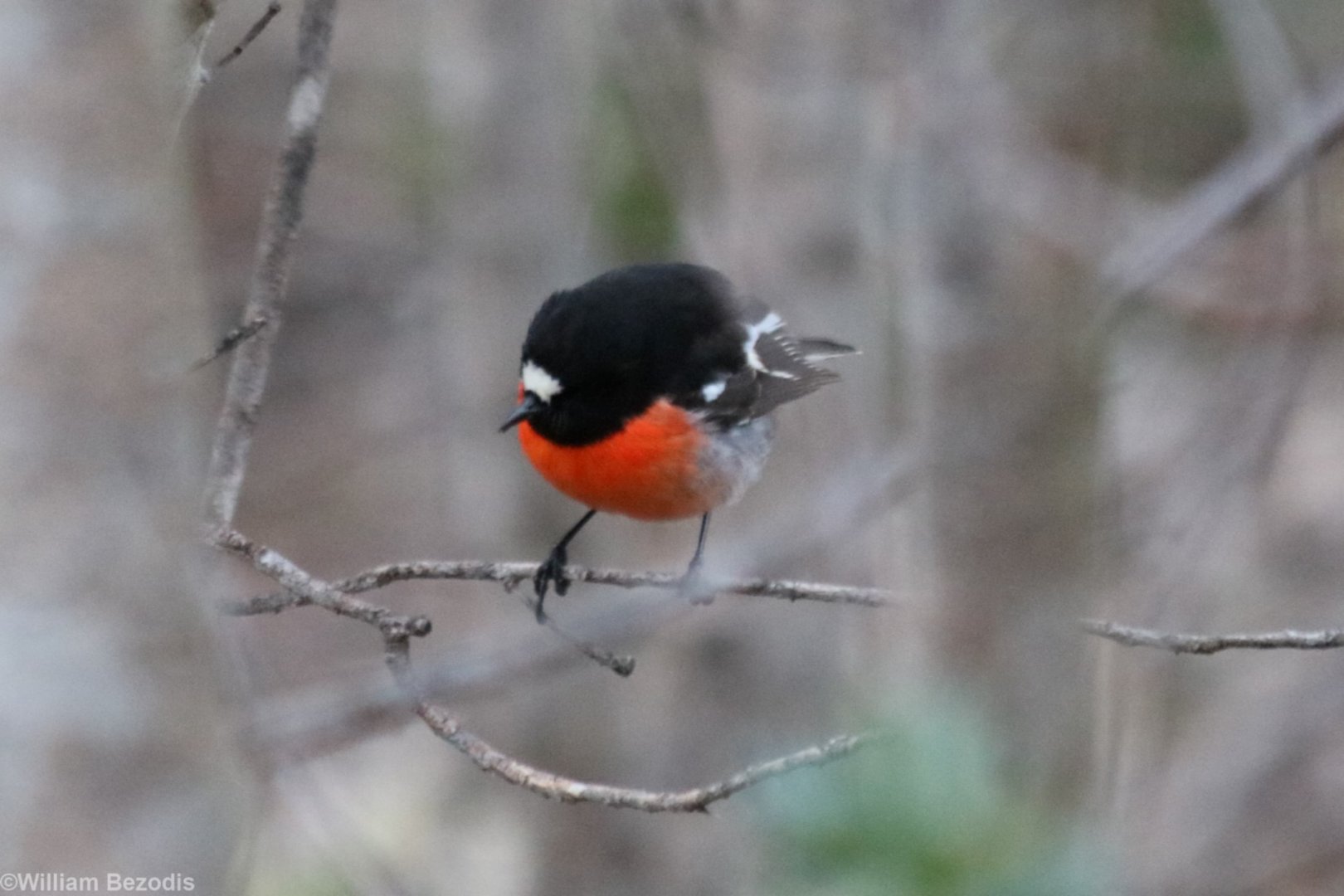 Scarlet Robin - Wungong Gorge