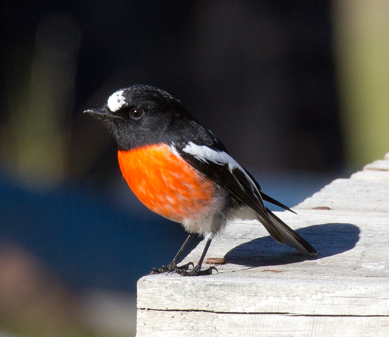 Scarlet Robin