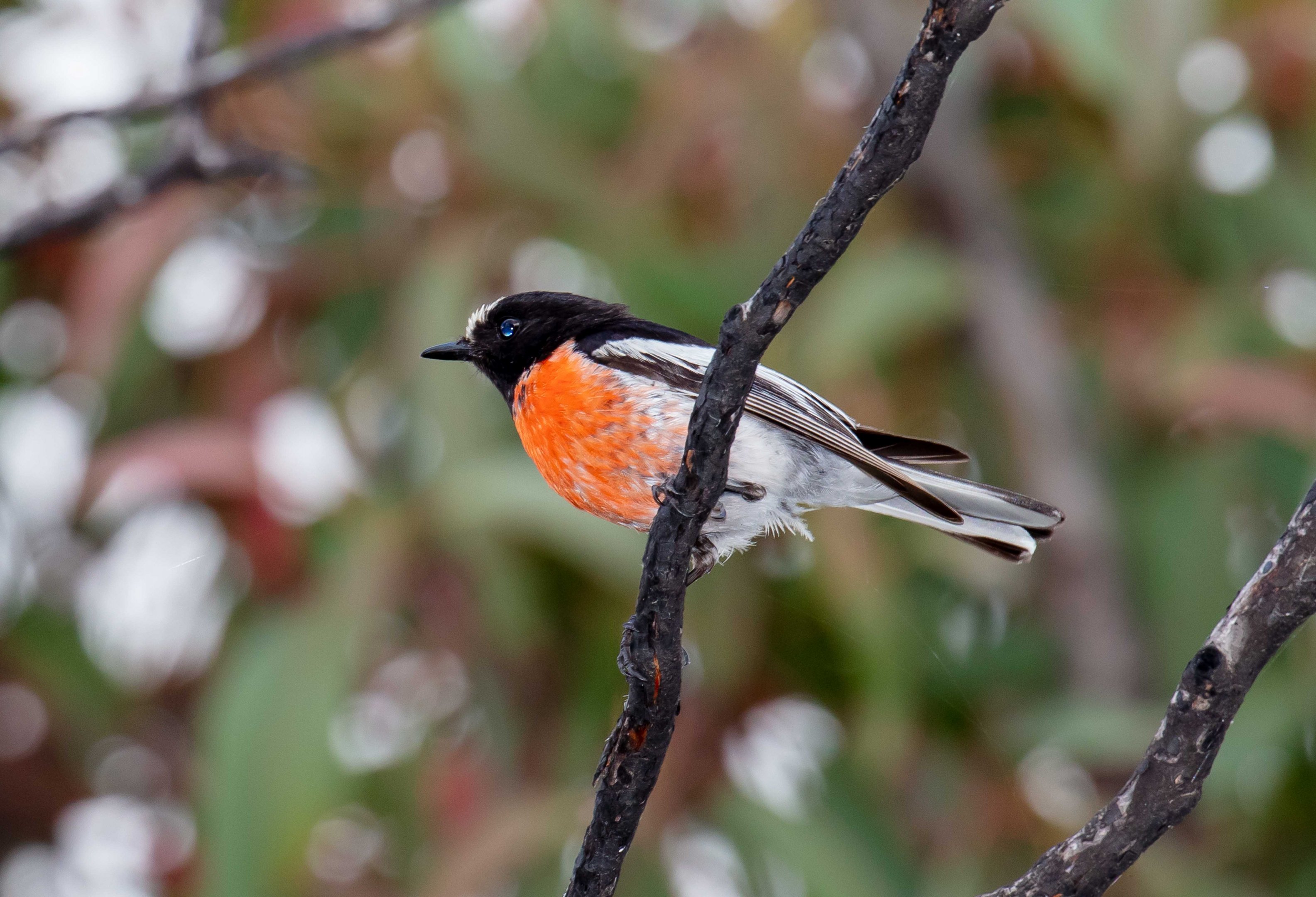 Scarlet Robin