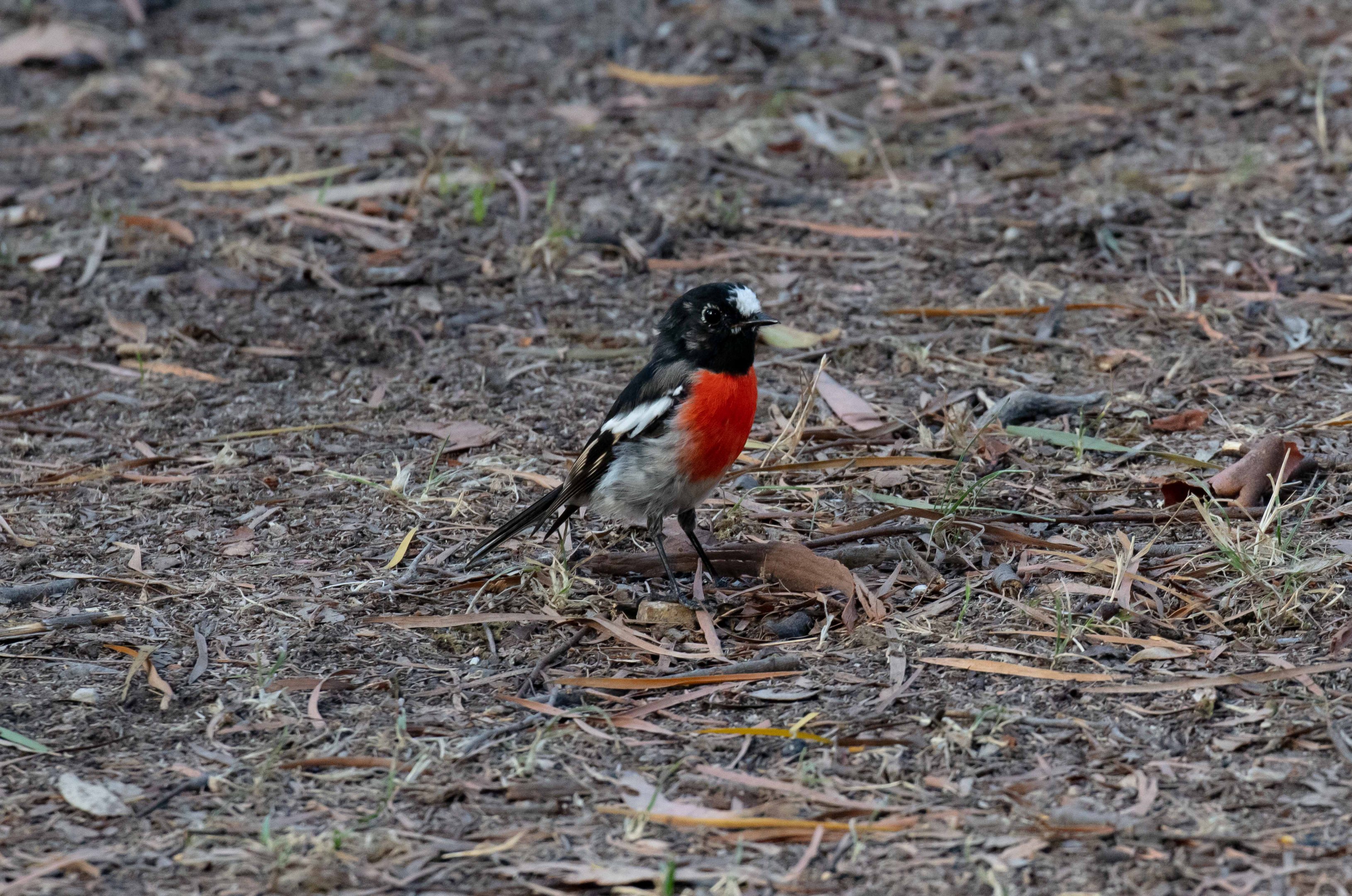 Scarlet Robin