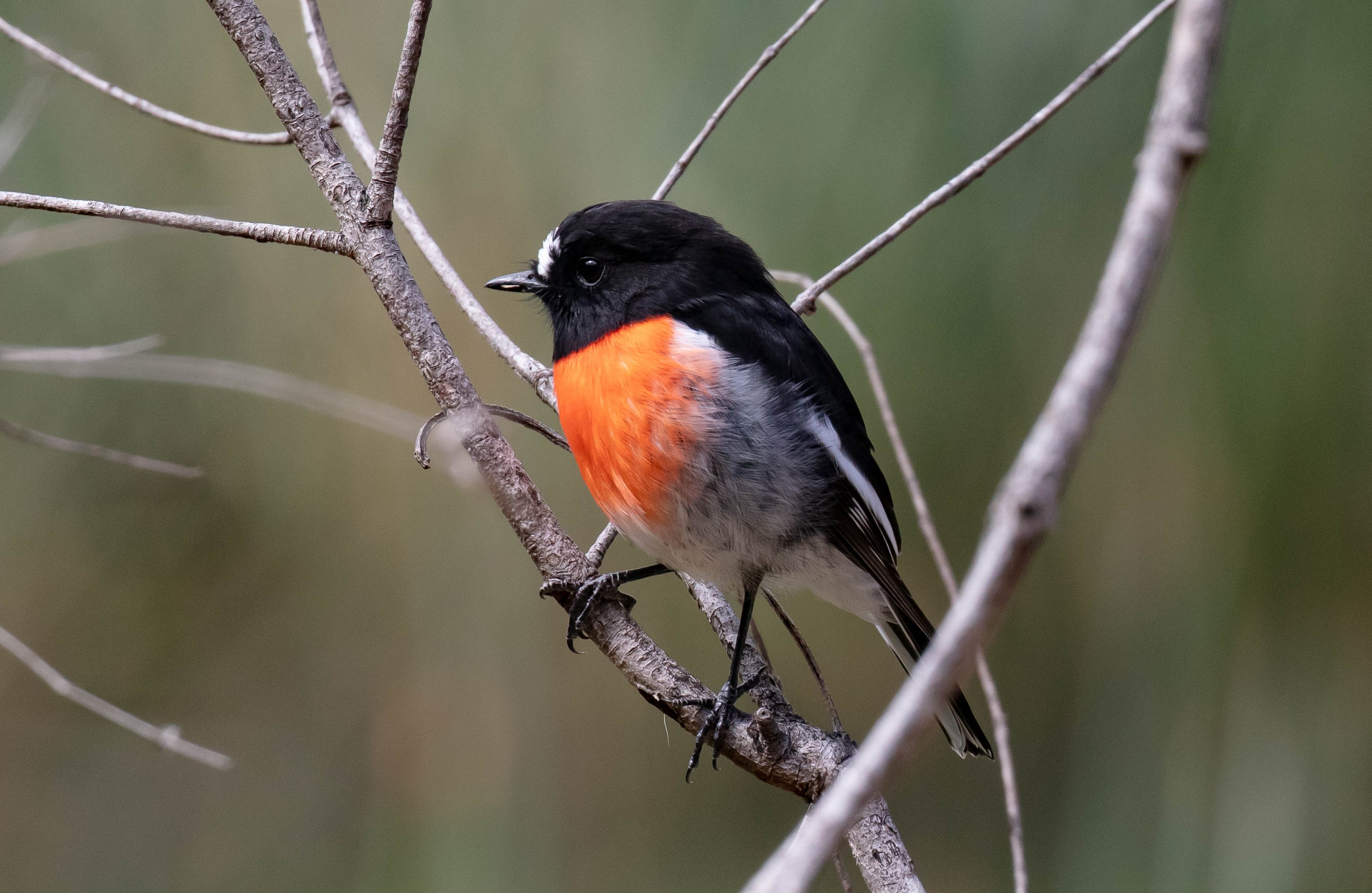 Scarlet Robin