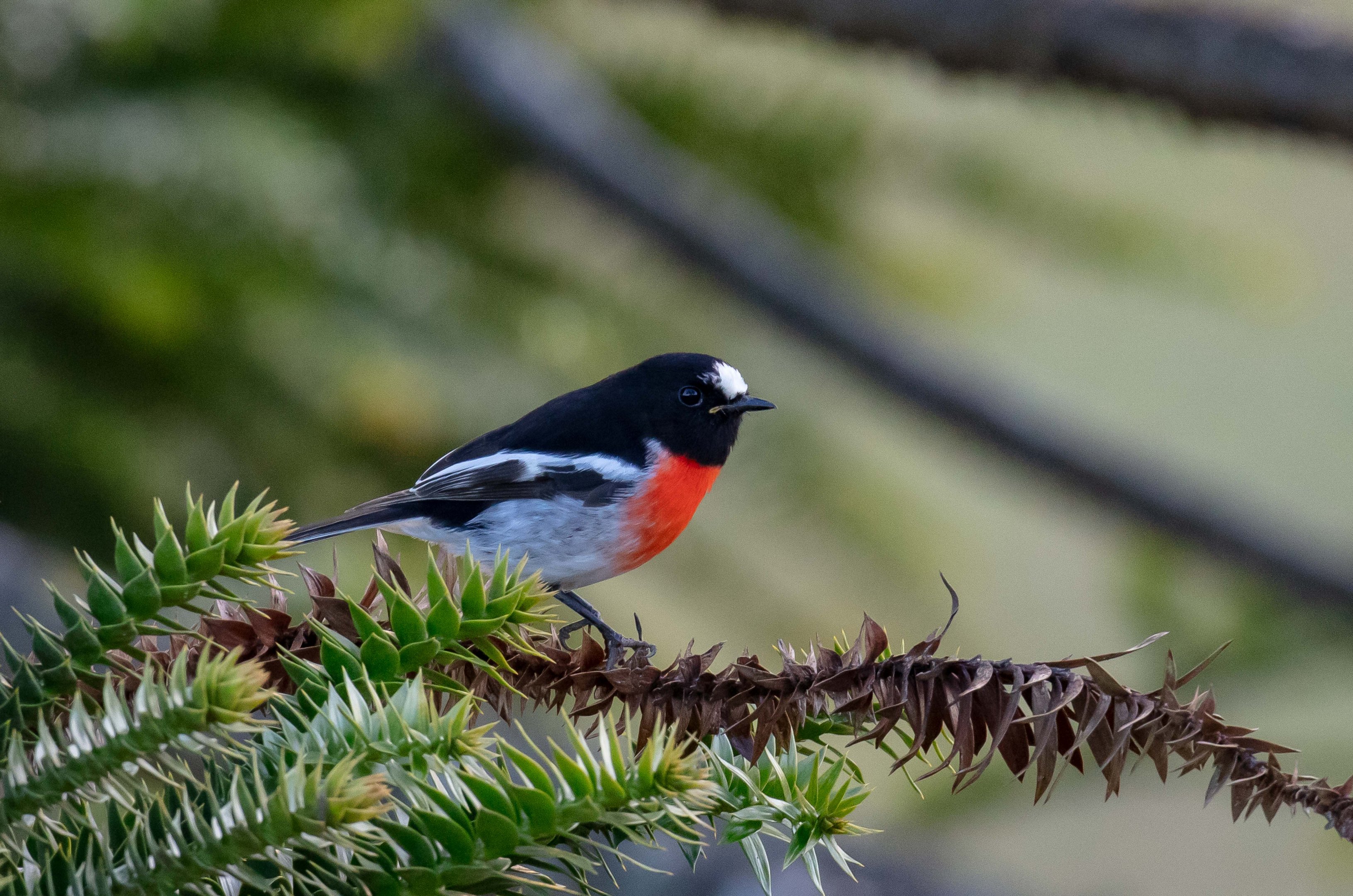Scarlet Robin